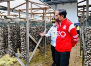 Presiden Jokowi Lepas Ekspor Pinang Biji di Muaro Jambi