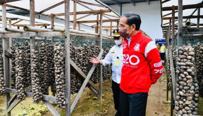 Presiden Jokowi Lepas Ekspor Pinang Biji di Muaro Jambi