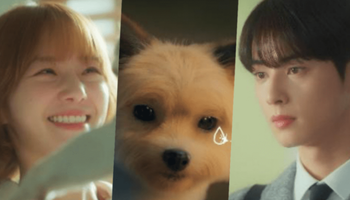 Sinopsis Drakor Terbaru A GOOD DAY TO BE A DOG, Dibintangi Chan Eun Woo